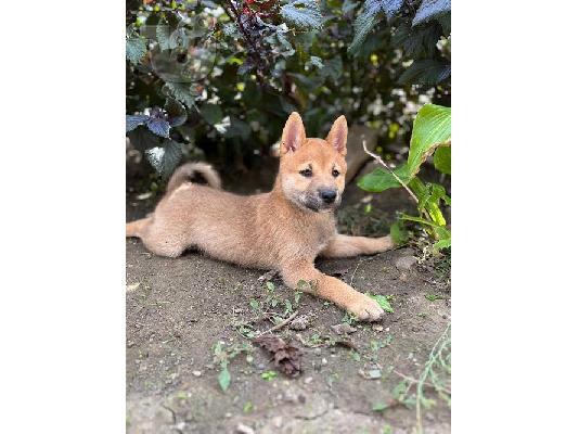 PoulaTo: Κουτάβια Shiba inu